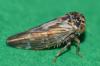 Balcanocerus pruni